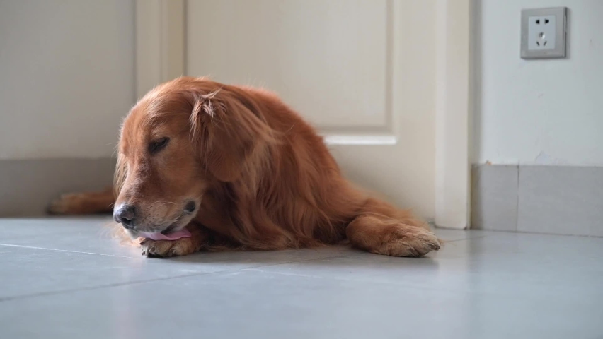 Golden Retriever lying on the floor and licking paws Royalty-Free Stock Footage #1079323136