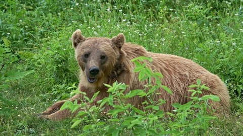 Brown bear (Ursus arctos) in natural green forest meadow. Bear wildlife scene.