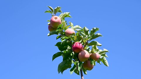 Red apples on a branch on a beautiful summer day. Apples growing on a tree in orchard. Ripe natural apples on a branch at sunset. Producing fresh and organic fruits. 