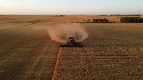 4k aerial frontal drone view of a modern combine harvesting wheat crop in Alberta, Canada.
