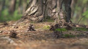 Slow motion close up of a pine cone striking the ground at the base of an old tree, Flanders, Belgium - Powered by Shutterstock - Get 15% off with code: PIKWIZARD15