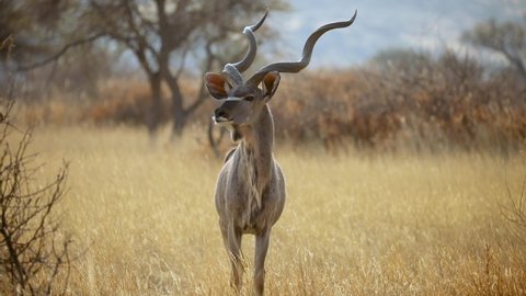 Isolated Kudu in Namibia, Africa. Static view and focus on foreground