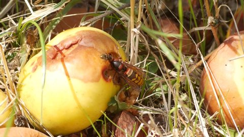 Medium sized hornet is digging a hole inside a rotten apple.