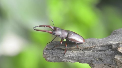 redstag-beetle close-up moves in the on a thick branch of a tree