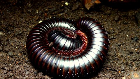 The giant African millipede (Archispirostreptus gigas), is one of the largest millipedes