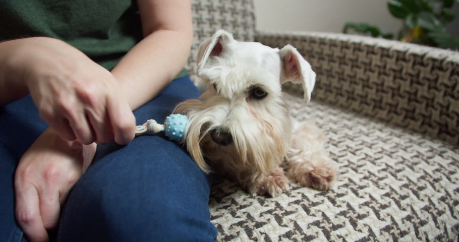 Beauty silver miniature Schnauzer terrier dog, white terrier dog looking at the owner holding toy in the mouth. Cute face. Want to play. Cozy kitchen lifestyle, real life. Handheld shot