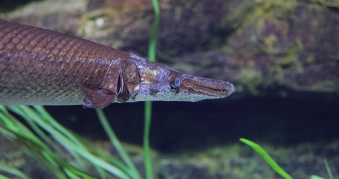Fish longnose gar (Lepisosteus osseus), also known as longnose garpike, and billy gar, is a ray-finned fish in the family Lepisosteidae.