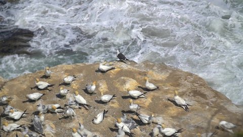 Gannet Birds on Rock 2. High quality video