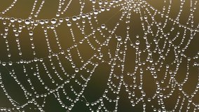 Macro shot of a spiderweb on the green background - Powered by Shutterstock - Get 15% off with code: PIKWIZARD15