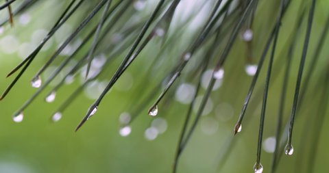 Close-up of green pine needles covered with rain droplets. Summer background, UHD, 4K