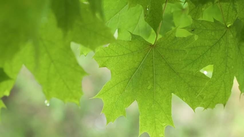 Fresh green maple leaves on the tree under the rain with blurred background