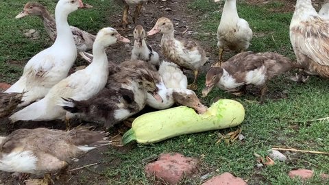 Muscovy duck eat zucchini on the farm