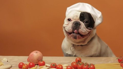 Cute french bulldog portrait in chef's hat cooking food at the wooden table. Happy lovely dog as cookers prepare healthy food. Concept of animals, meal, feeding and lifestyle.