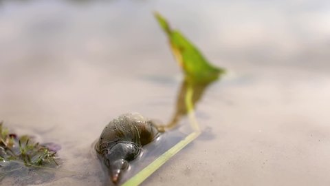 a snail on the sandy shore of the lake tries to crawl