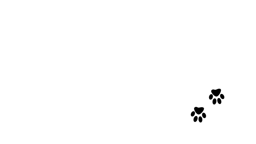 black pet paws - paws of dog and cat - white background - 29,97 fps Royalty-Free Stock Footage #1079345270