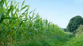Corn Field On Farm With Path Around It - Powered by Shutterstock - Get 15% off with code: PIKWIZARD15