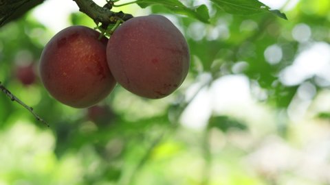 Ripe plums are hanging on the tree. Large purple plums on a background of the sun's rays. Fruit harvest concept