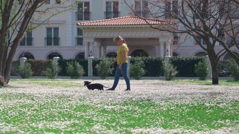 Woman owner with sunglasses walks with cute dachshund dog along picturesque lawn of blooming chamomiles on nice spring day