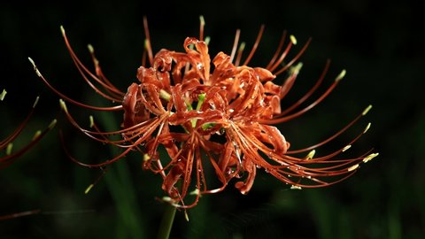 Closeup of Lycoris radiata or red spider lily or red magic lily or equinox flower or higanbana
