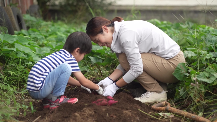 Parents and children harvesting sweet potatoes