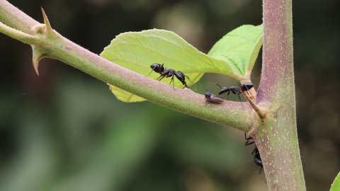 Close-up of two big black ants kissing each other, two big black ants talking to each other on a tree branch,macro footage of black ants communicating with each other on tree branch