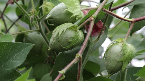 fresh organic green cotton fruit or cotton fruit ball growing on cotton plant in the cotton agriculture field.Immature fruit ball and cottons plant in the cottons fields. concept for  farming ,