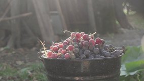 Side view, slow motion shooting of ripe bunches of organic grapes in a metal bucket. 4k video.