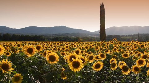 beautiful field of sunflowers under the sunset light in the Tuscan countryside near Florence, Italy.