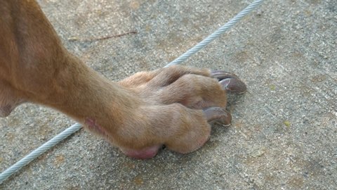 Close up of dog paw with large nails, standing on concrete with a tie out line visible.  Detail shot of weimaraner foot outside.
