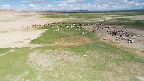 A herd of goats grazes on the border of the sandy desert. Mongol-Els, Western Mongolia.