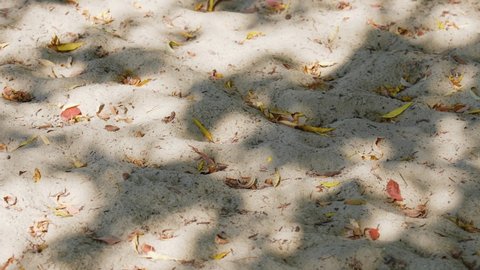 Beautiful white sand on beach covered with bright dry fallen autumnal red, brown, yellow, orange leaves. Sun light grey shadows falling down on sand surface. Abstract natural 4k video background