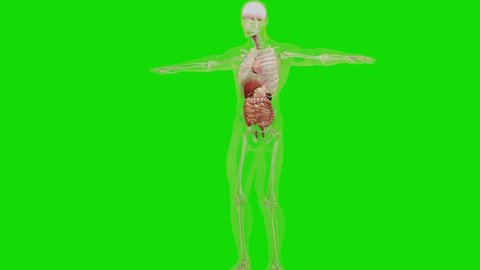 Human anatomy, organs, bones. Creative color palettes and designer details, unstructured showing parts, Isolated on Green Screen, 3d render
