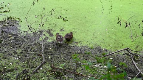 Wild ducks swim on the shore of the pond eat food. Swampy pond with duckweed.