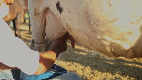 Brejolandia , Bahia , Brazil - 09 06 2021: Dairy farmer milks a cow in the hot sun during a dought in Brazil