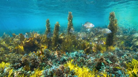 Algae and fish underwater in the Atlantic ocean in shallow water, Spain, Galicia