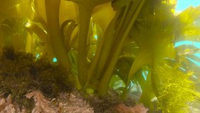 Spain, Atlantic ocean kelp underwater (algae seaweeds Furbellows, Saccorhiza polyschides), Galicia