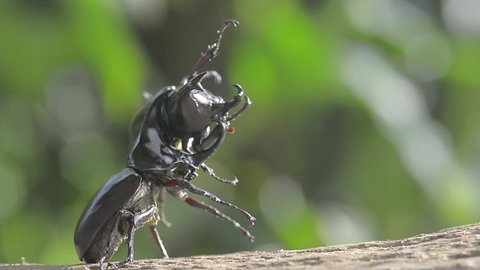 The fighting of the male , Siamese rhinoceros beetle, rhino beetle ,Fighting beetle in the mating season