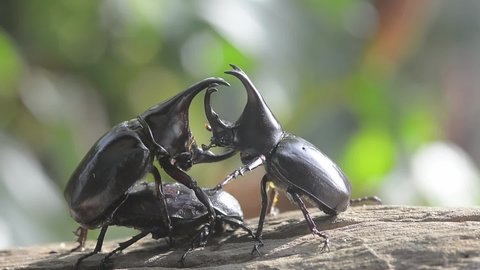 Mating of male and female rhinoceros beetle , Siamese rhino beetle, Fighting beetle during mating season.