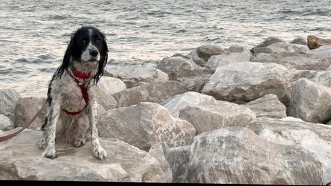 Beautiful and wet springer spaniel sitting on the rocks at the seashore