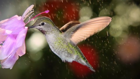 Female hummingbird visits pink flower on rainy day, Slow motion from 120FPS
