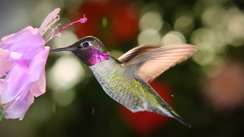 Male hummingbird visits pink flower on rainy day, Slow motion from 120FPS