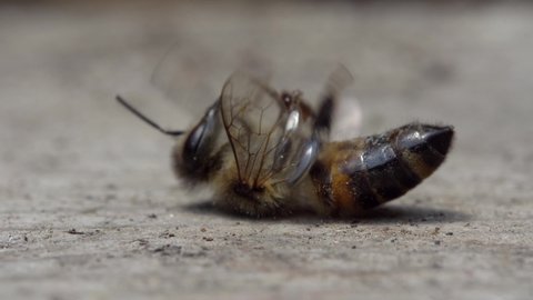 The bee is dying. A dead bee macro. The death of honey bees and environmental pollution by pesticides: The honey bees as biological indicators. Beekeeping or apiculture. Bee colony in hive