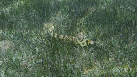 Close-up of Moray lie in green seagrass. Snowflake moray or Starry moray ell (Echidna nebulosa) on Seagrass Zostera. Camera moving forwards, Slow motion