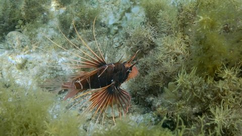 Radial Firefish or Red sea lionfish (Pterois radiata, Pterois cincta) swims above seabed covered with algae. Close-up, Slow motion