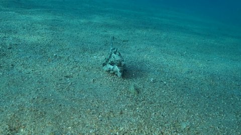 Close-up of Boxfish looking for food on the sandy bottom. Thornback Boxfish or Camel Cowfish (Tetrosomus gibbosus), Slow motion