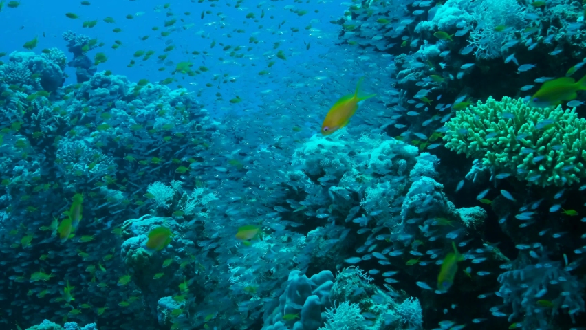 Massive school of Lyretail Anthias (Pseudanthias squamipinnis) and Glassfish swims near coral reef. Underwater life on coral reef in the ocean. Camera moving forwards approaching a reef, Slow motion Royalty-Free Stock Footage #1079394785