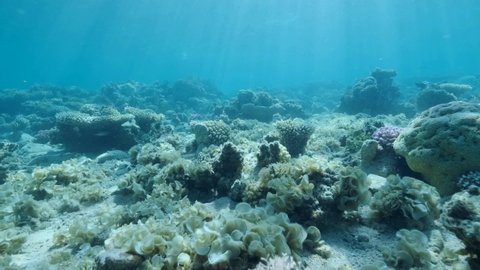 Once Beautiful Coral Reef Overgrown Algae Stock Footage Video (100% ...
