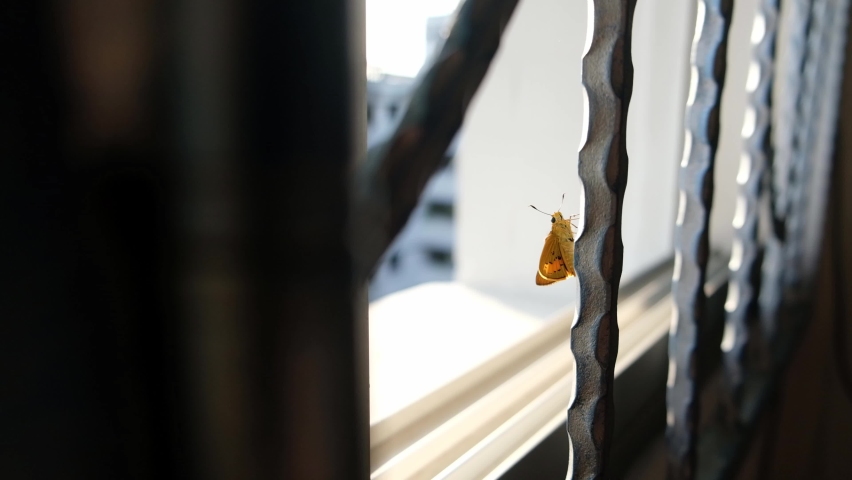 A golden brown moth is resting on a window grill.