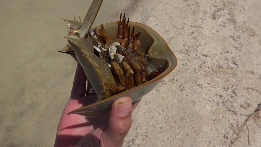 Captured wild Atlantic horseshoe crab (Limulus polyphemus) in a guy hand.  Ria Lagartos, Yucatan, Mexico