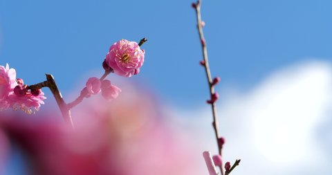 Panning Video of pink plum blossoms.
This flower is called "UME" or “UME blossom" in Japanese.